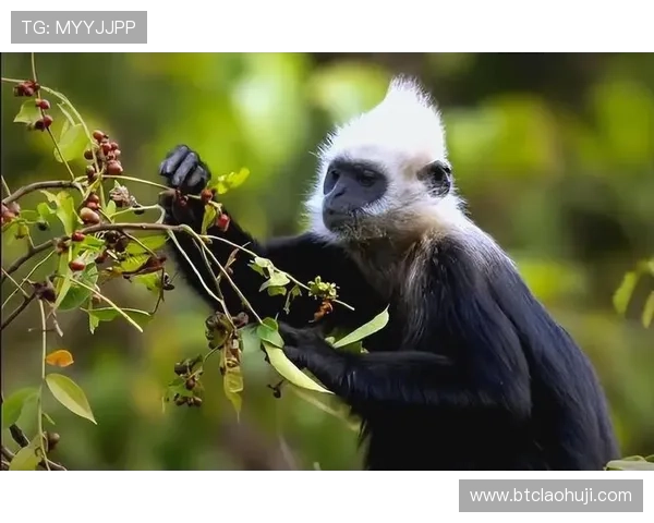 猴：关于猴子的趣味知识与动物保护的重要性